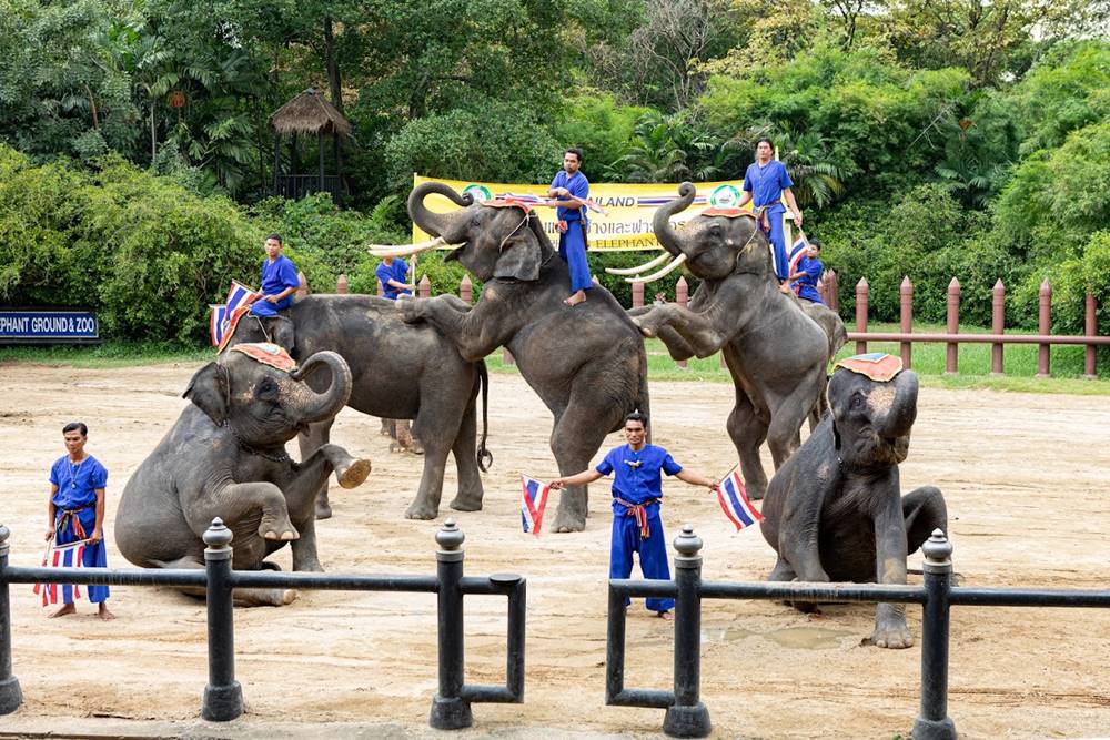 أجمل عروض الفيل في تايلاند