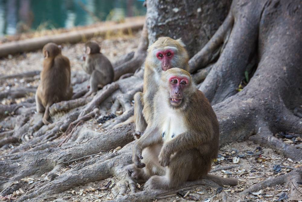 القرود في جنوب تايلاند